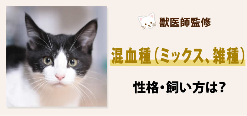 混血猫(ミックス・雑種)の性格・飼い方は？