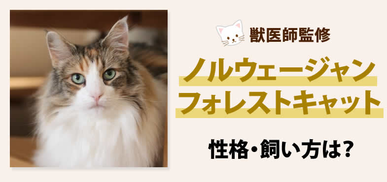 ノルウェージャンフォレストキャットの性格・飼い方は？