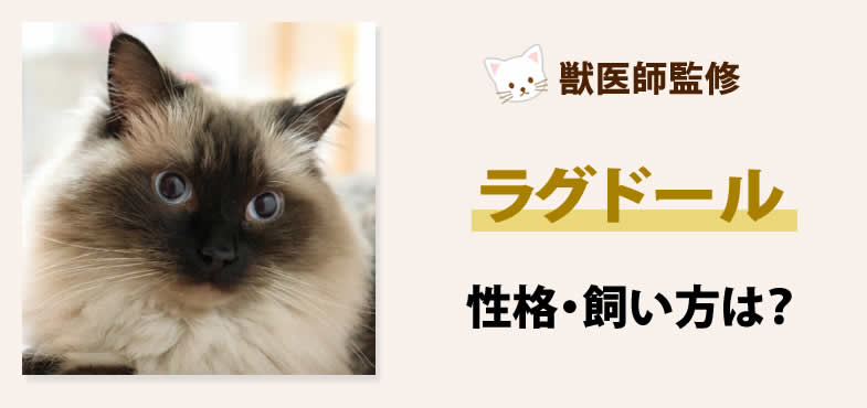 ラグドール猫の性格・飼い方は？