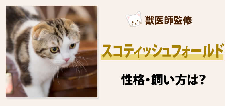 スコティッシュフォールドの性格・飼い方は？